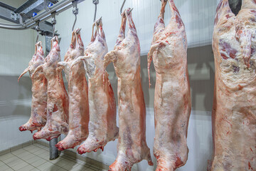 Lamb carcasses hanging on hooks in slaughter house before transfer to market or cold room or...