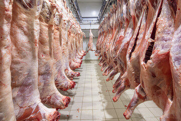 Lamb carcasses hanging on hooks in slaughter house before transfer to market or cold room or cutting. Refrigerated warehouse, hanging hooks of frozen lamb carcasses. Halal cut.