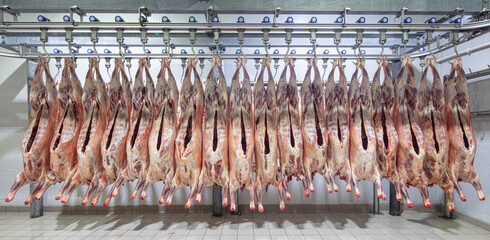 Lamb carcasses hanging on hooks in slaughter house before transfer to market or cold room or...