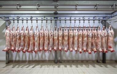 Lamb carcasses hanging on hooks in slaughter house before transfer to market or cold room or...