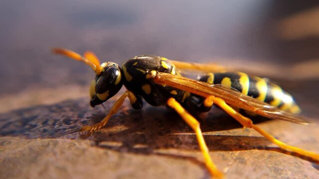 Macro-Aufnahmen von Wespen