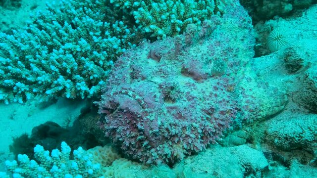 Close-up portrait of the pink Stonefish lies on sandy bottom covered with green seagrass. Reef Stonefish (Synanceia verrucosa). Camera moving forwards to the Stone-fish. 4K-60fps 