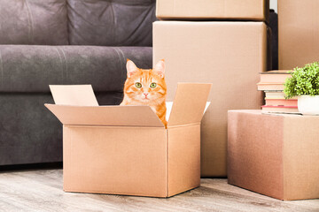 ginger cat in boxes in the home room, moving to a new house