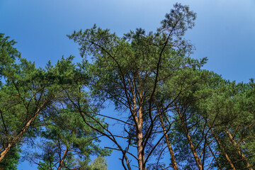 trees in the sky, Bottom-Up View