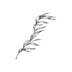 Seaweed, kelp or spirulina in monochrome sketch style, vector illustration isolated on white background.