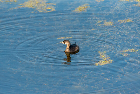 Pied-billed Grebe, Podilymbus podiceps juvenile swimming in wetlands