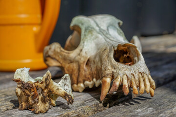 skull in the garden