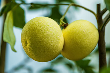 ripening pomelo fruits on a branch in the garden close-up