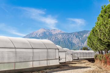 agricultural polytunnels in a mountain valley