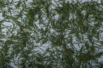 Background from fallen green needles of a Christmas tree on a white vintage background. Backgrounds and textures