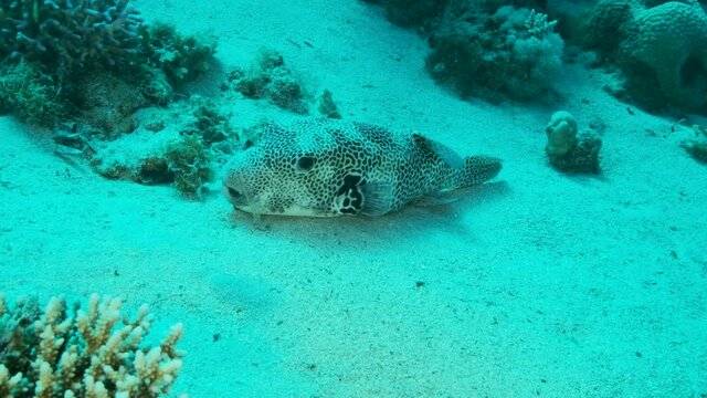Close up of Blackspotted Puffer (Arothron stellatus) resting on sandy bottom near with coral reef. Camera moving forwards. 4K-60fps