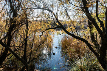 Humedales de Torredembarra  con aves en el agua 