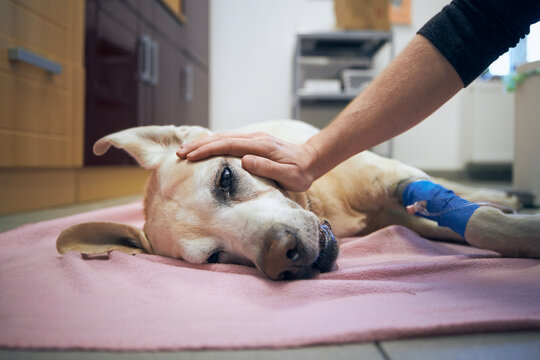 Old dog in animal hospital. Pet owner stroking his sick labrador retriever aftrer surgery..