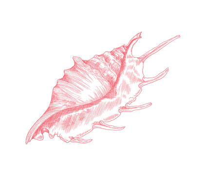 Marine lambis shell or conch in hand drawn sketch style, vector illustration isolated on white background.