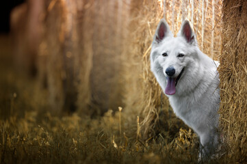 Ritratto di un cane pastore svizzero bianco
