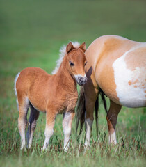 Foal with his mare on green field.