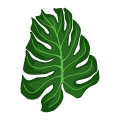 Monstera plant leaves. Tropical palm leaf