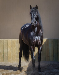 Black Spanish horse stand in paddock.