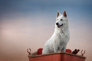Ritratto di un cane pastore svizzero bianco