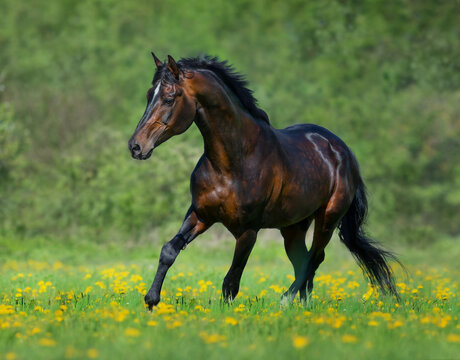 Bay horse free running in meadow in yellow flowers.