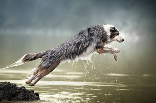 Ritratto di cani australian 