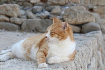 cat in Lindos Akropolis