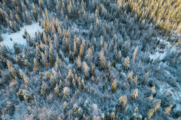 Aerial view of coniferous forest covered with shiny snow in the middle of winter. Top view on snow-covered old spruce forest.