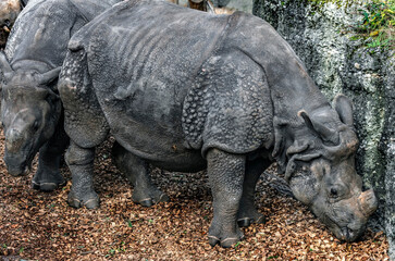 Great indian rhinoceros. Latin name - Rhinoceros unicornis	