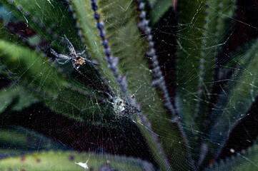 the spider that hides in the dark