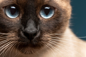 portrait of a Thai cat on a blue background. thai cat close-up.