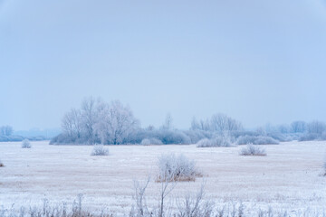 Overgrowth, bushes, trees and meadow in snow and magical frost. Winter fairy-tale landscape
