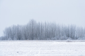 Overgrowth, bushes, trees and meadow in snow and magical frost. Winter fairy-tale landscape