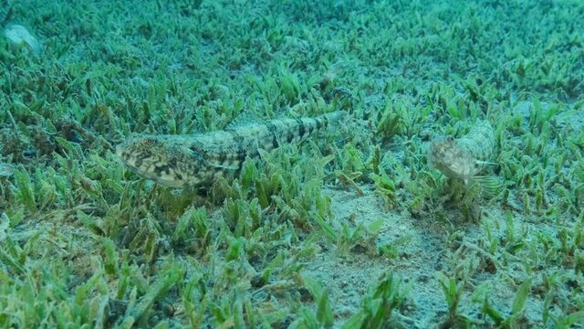 Lizard fish lie on sandy bottom covered with green sea grass. Slender Lizardfish or Gracile lizardfish (Saurida gracilis), Camera moving forwards, 4K-60fps