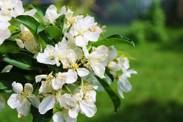 Obraz premium Close-up of white apple blossoms on an apple tree