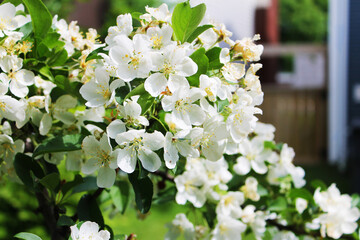 Close-up of white apple blossoms on an apple tree