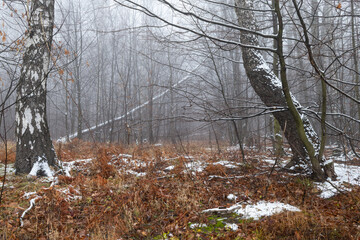 Fototapeta na wymiar Fog in the forest. Early winter in Świętokrzyskie Poland.