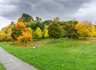  West Seattle Park Autumn Trees 4