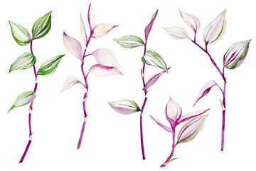 Set of branches with leaves of colorful tradescantia plant isolated on white background. Watercolor hand drawn.