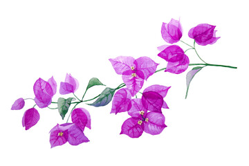 Fototapeta na wymiar Exotic purple bougainvillea flower. Branch with leaves and flowers isolated on white background. Hand drawn watercolor.