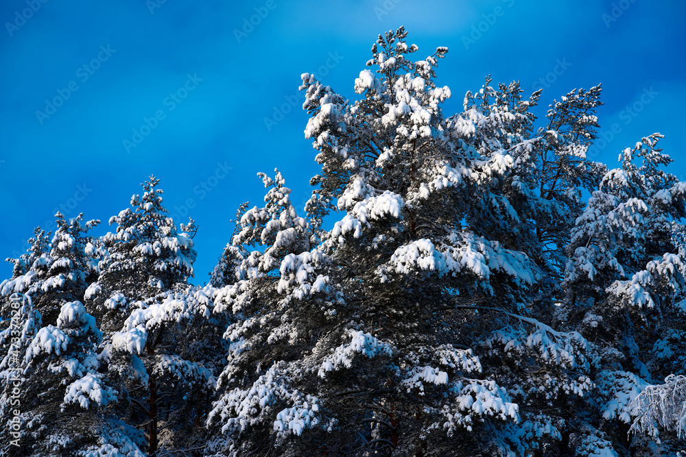 Poster branches of coniferous trees in the snow in the sunlight against the background of the blue sky. bac