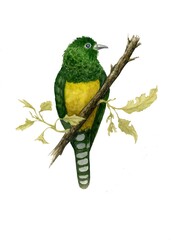 emerald cuckoo,  bird, animal