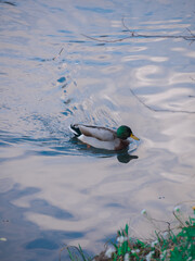 Canard dans l'eau
