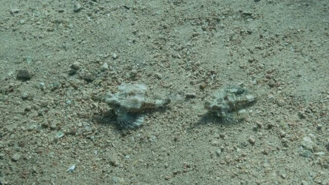 Pair of Seamoth moves on the sandy bottom in shallow water in sun rays. Pegasus, Little Dragonfish or Common Seamoth (Eurypegasus draconis). 4K-60fps