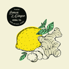 Hand drawn vector lemon, ginger, mint illustration. Organic fresh food illustration. Engraved style. Vintage illustration. Perfect for tea, beverage, sweets, cosmetics products packaging designs. © Kate Mogilnikova