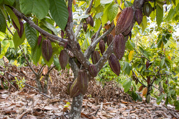 natural colombian cocoa harvest