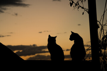Silhouettes of two cats against a warm post sunset sky