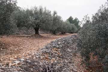 Olive tree garden cascade