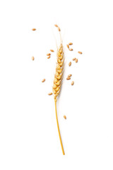 Wheat spikelet on white background with scattered wheat