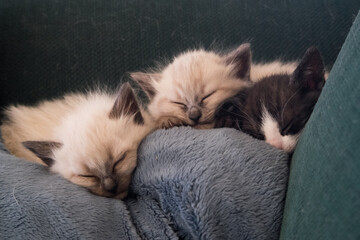 Three tiny kittens sleeping on a couch - obrazy, fototapety, plakaty