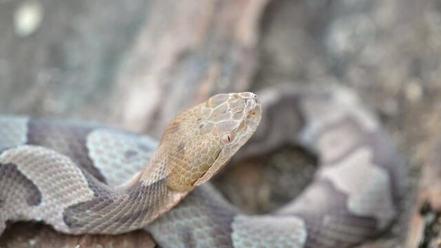 Venomous Copperhead Snake flicking tongue in slow motion
